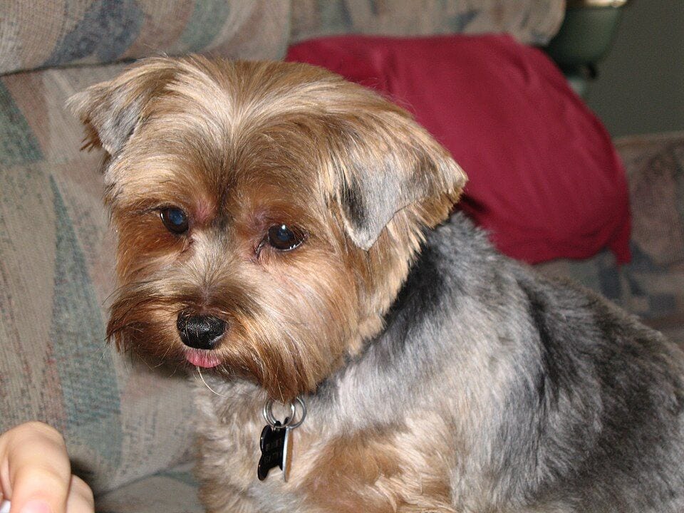 Tan and gray Yorkshire Terrier sitting on a sofa