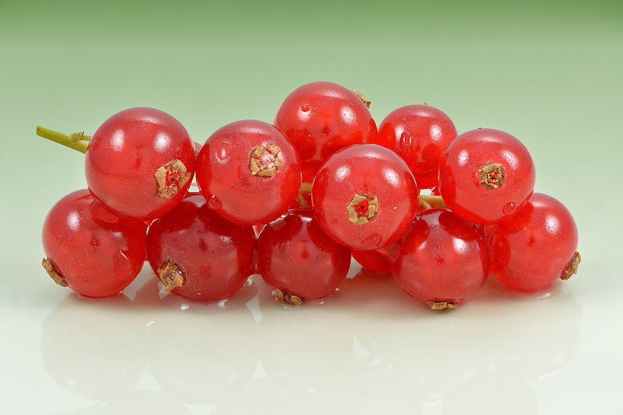 Several clusters of bright red translucent currants on a light background