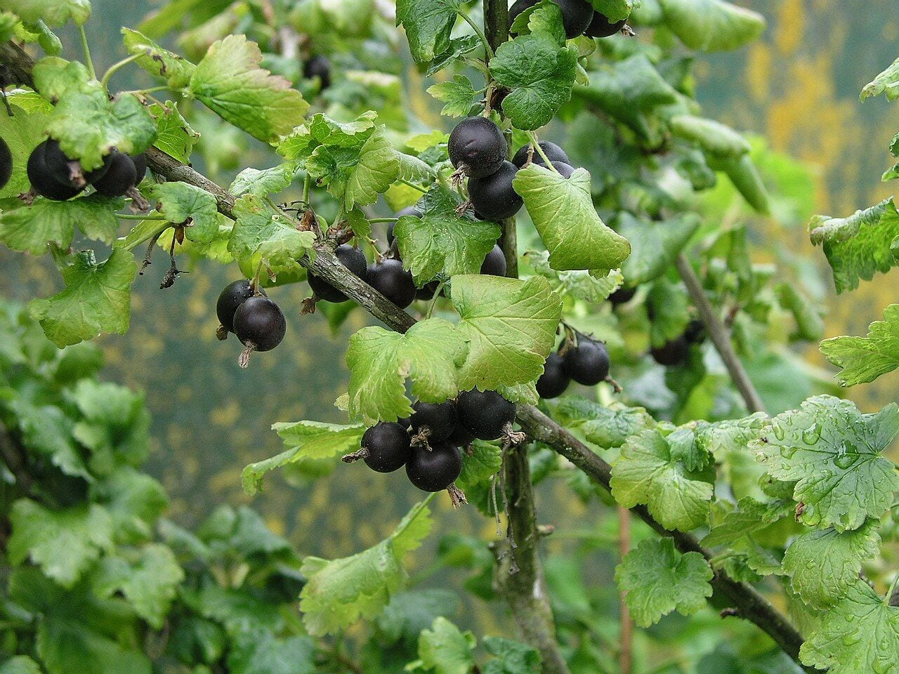 A jostaberry branch with clusters of nearly black, glossy berries among lobed leaves