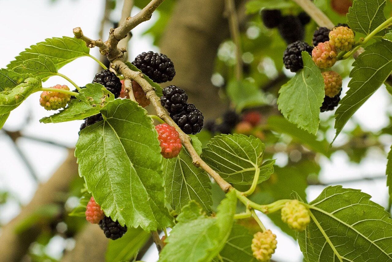 Mulberry branch with dark purple, pink, and greenish berries among the leaves