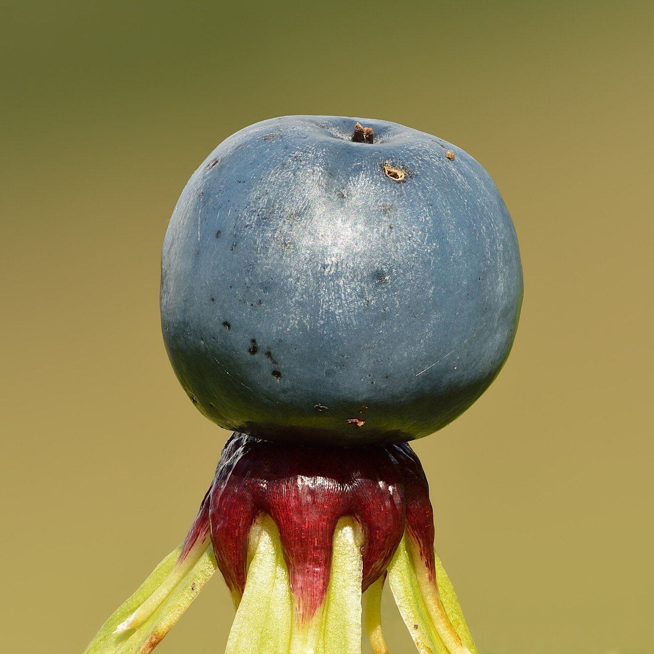 Herb paris with four cross-like leaves and a single blue-black berry in the center