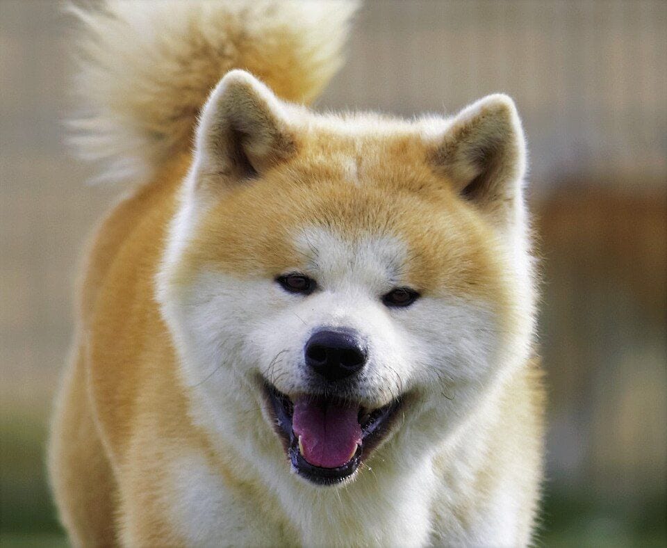 Head of a red Japanese Akita