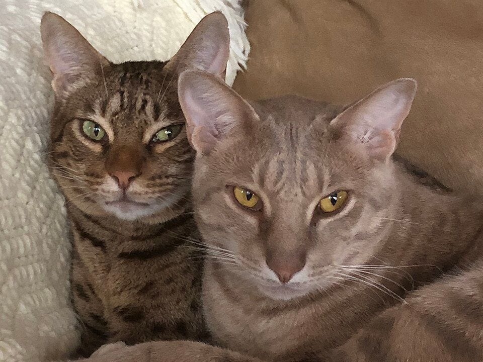 Two adult Ocicats laying side-by-side