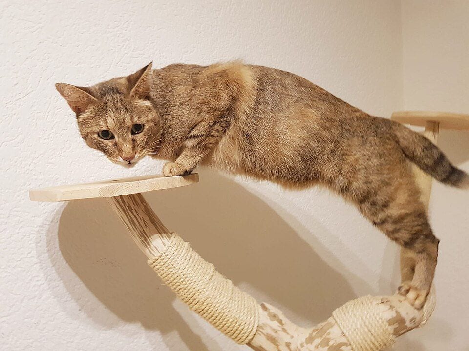 Chausie jumping on a climbing tree