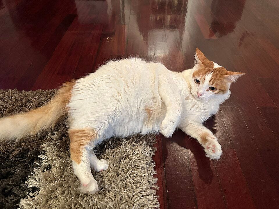 Turkish Van cat with random spots on the body