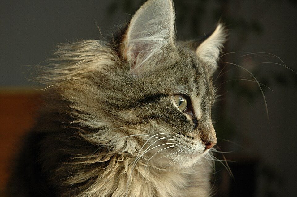 Brown classic tabby Norwegian Forest Cat with long eyebrow hairs