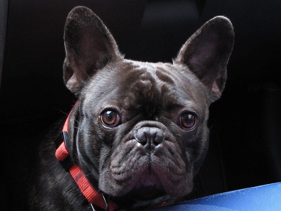 Dark brindle French Bulldog face