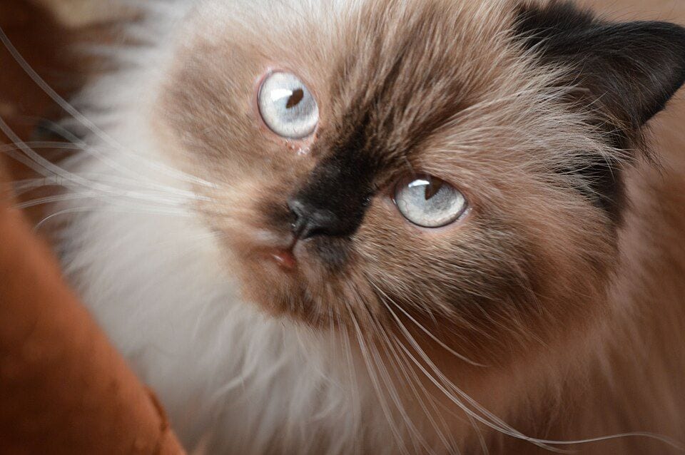 Chocolate point flat-faced Himalayan cat