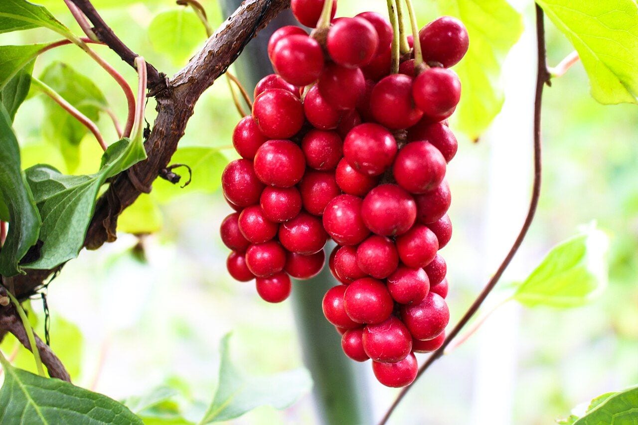 Clusters of bright red schisandra berries on a vine among green leaves