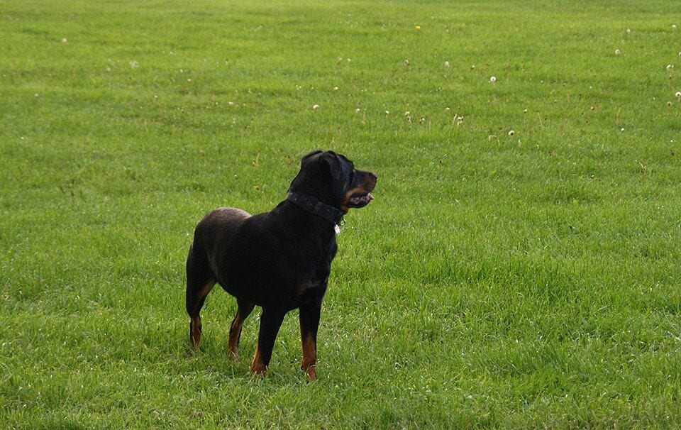 Rottweiler standing in a meadow