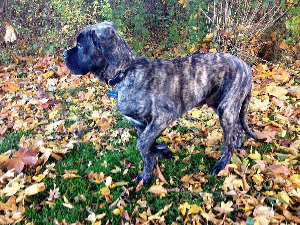 Brindle Cane Corso among autumn leaves