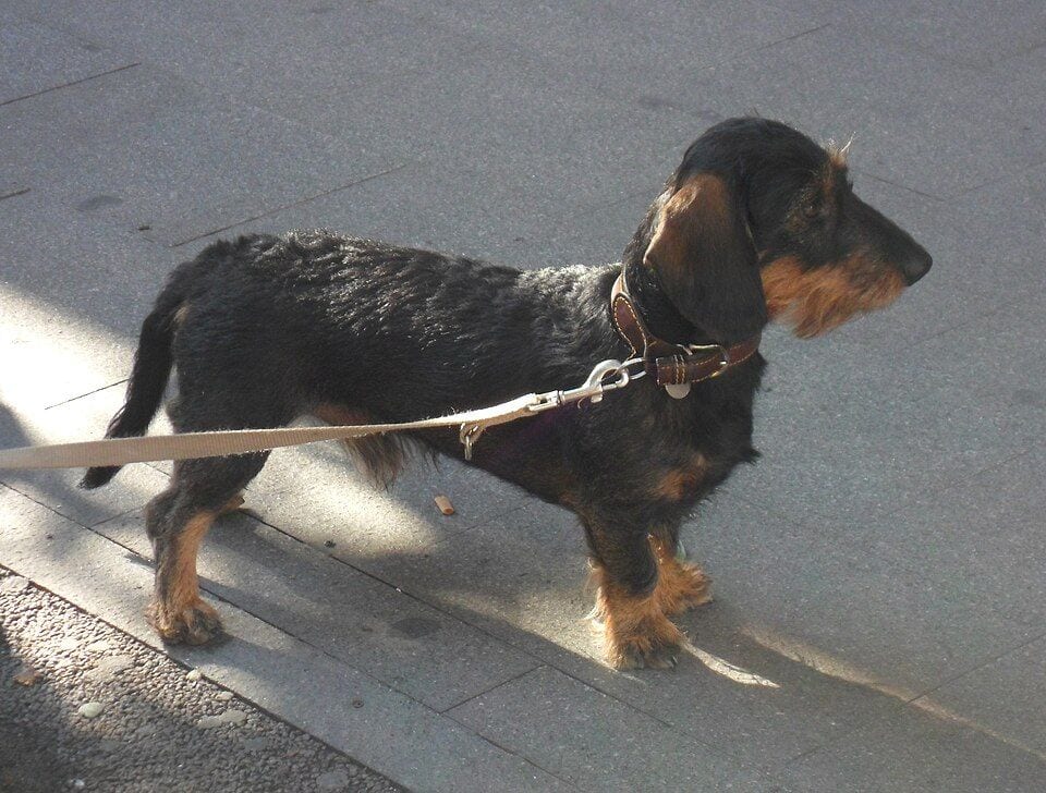 Wirehaired Dachshund walking on a leash in Madrid