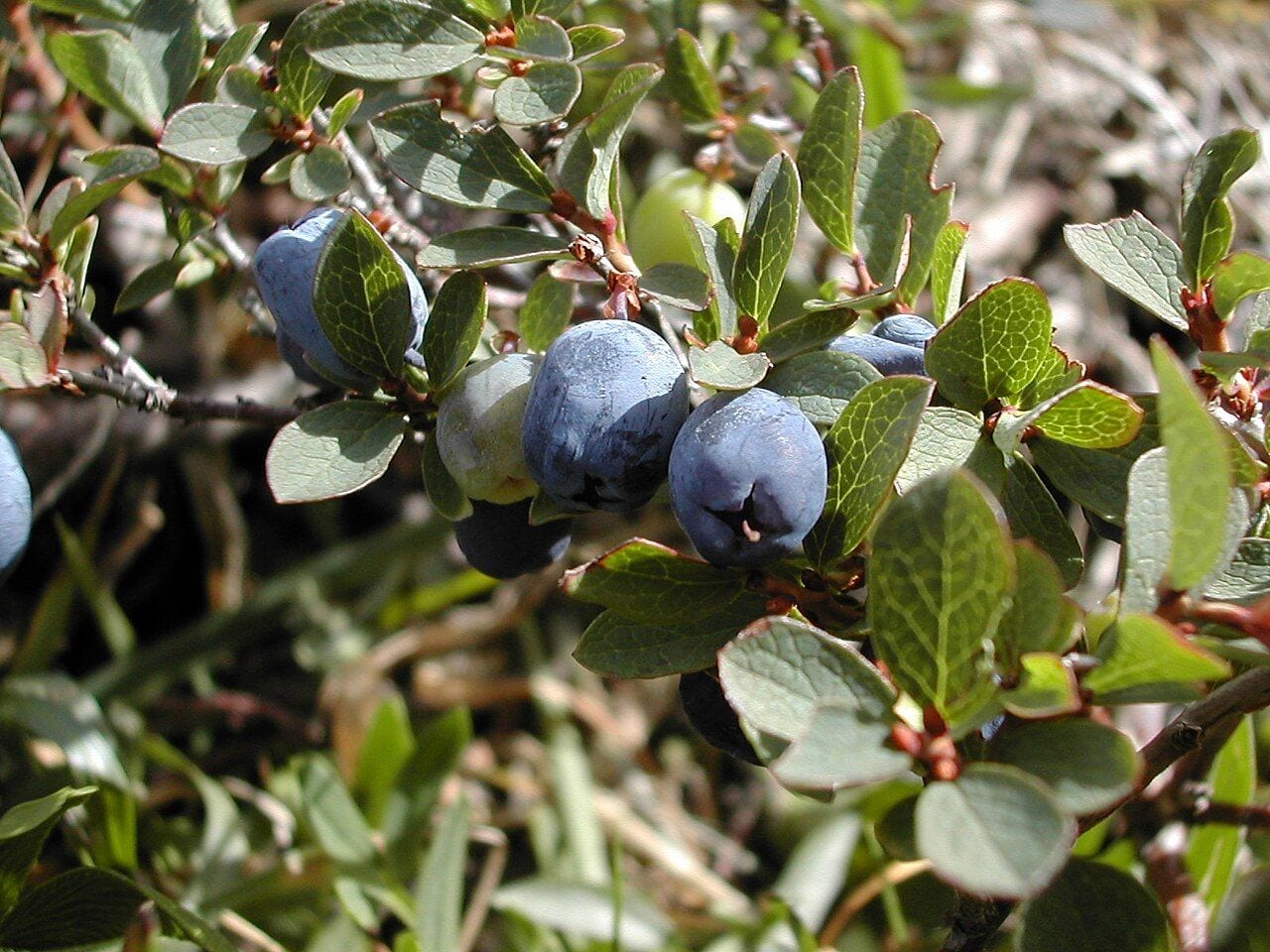 Bog bilberry twigs with blue berries and small bluish leaves