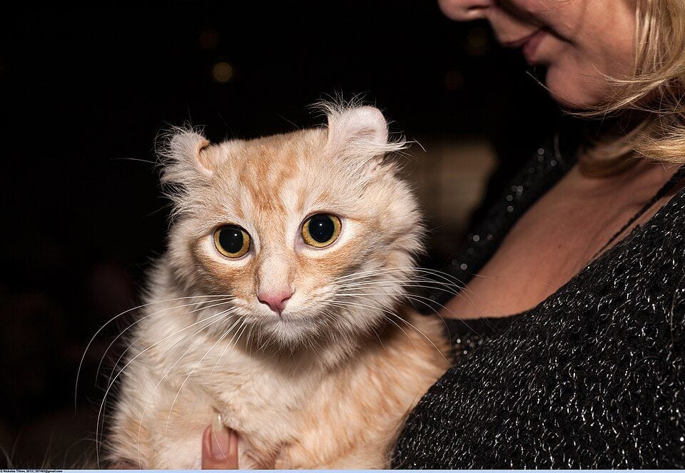 Red longhair American Curl