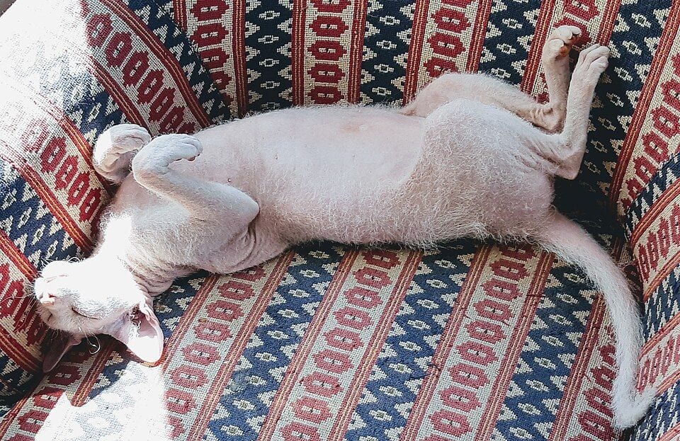 White brush-coated Peterbald sleeping on its back