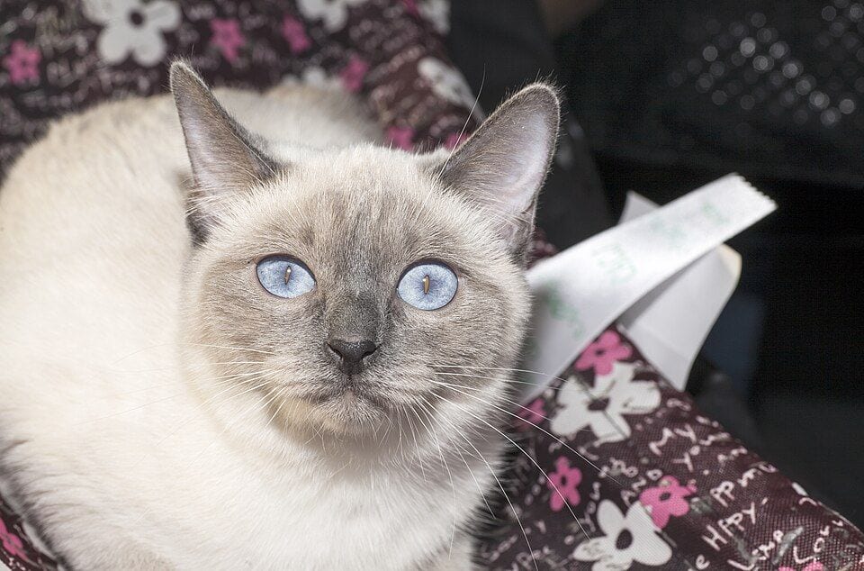 Light pointed Thai cat at a show
