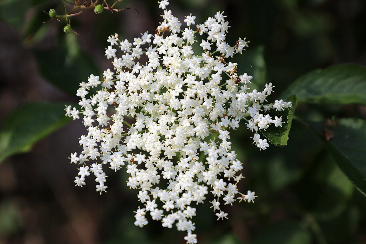 A flat white elderflower umbel among green leaves