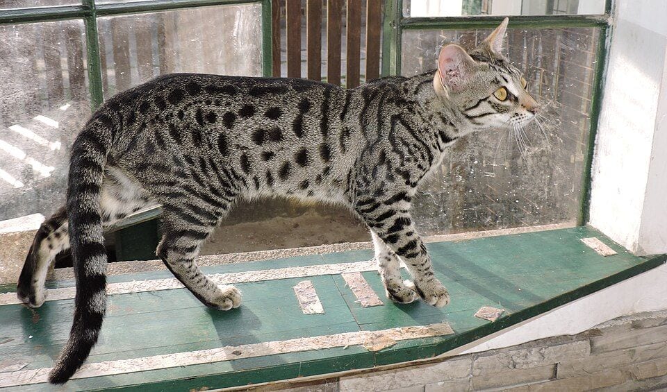 Six-month-old fifth generation (F5) Savannah kitten