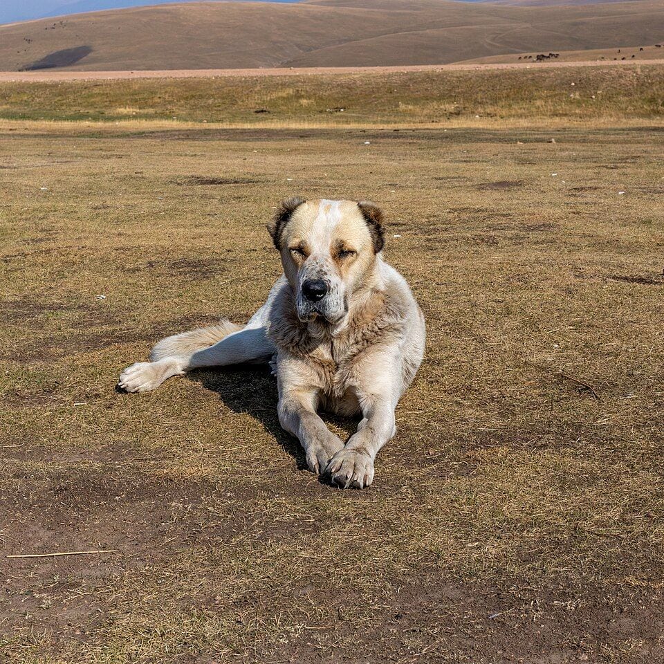 Central Asian Shepherd Dog lying on the Assy Plateau