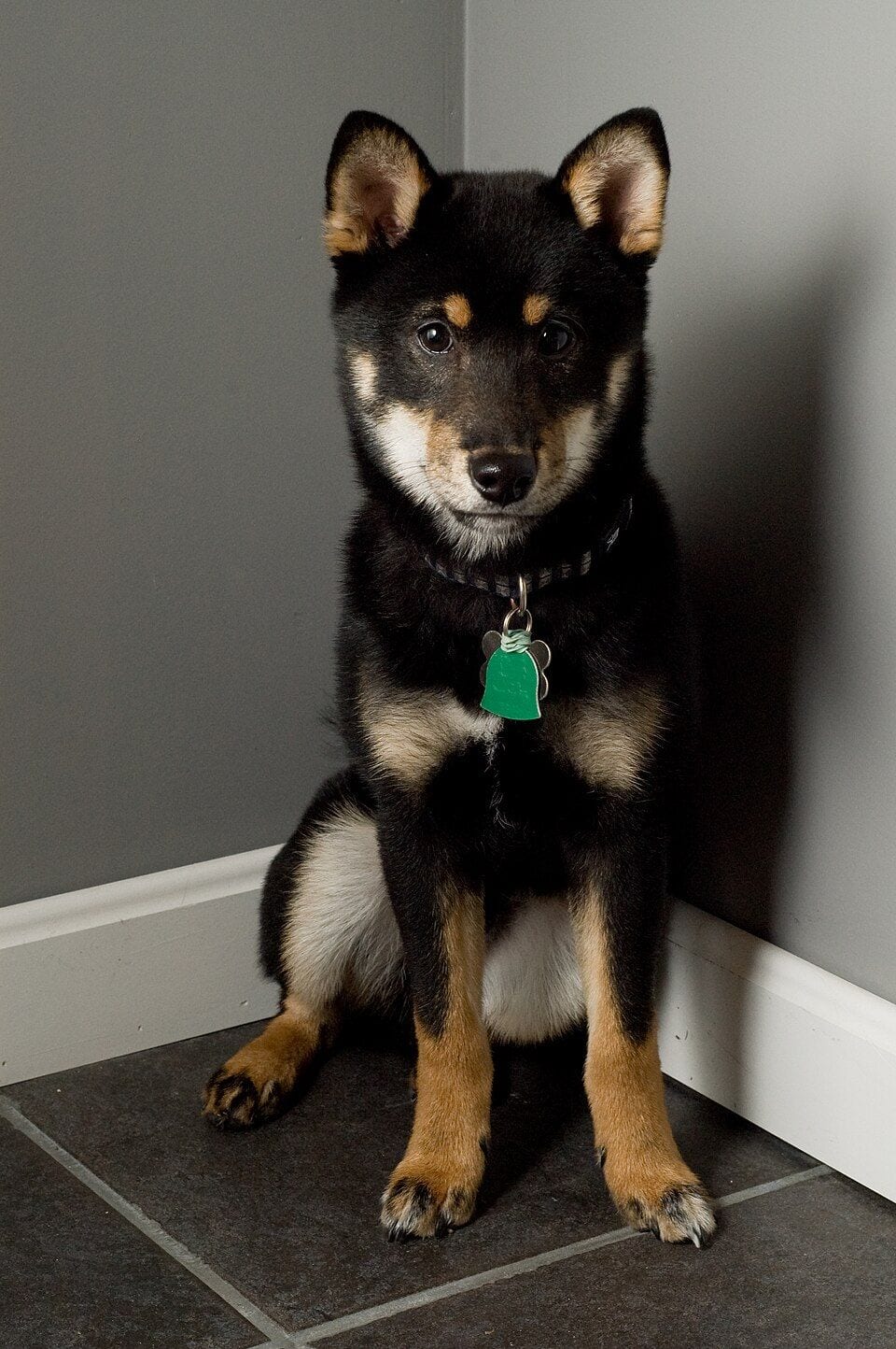 Black and tan Shiba Inu sitting in a corner