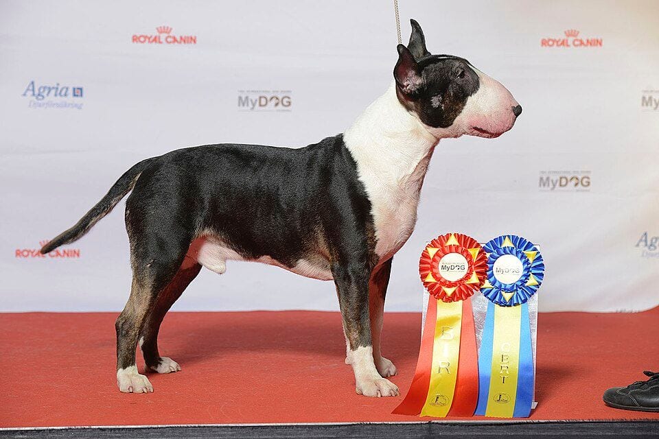 Brindle Bull Terrier at a show with prize ribbons