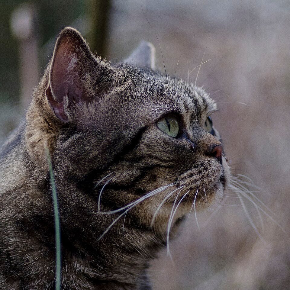 Brown classic tabby American Shorthair cat
