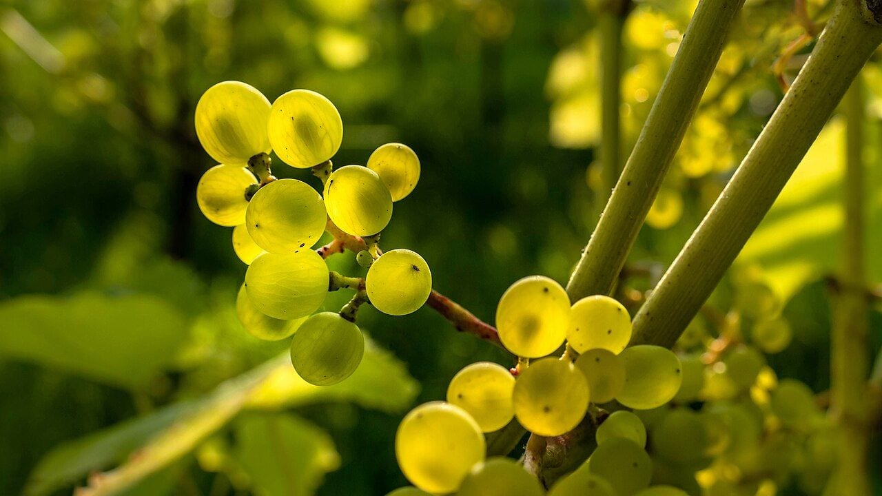 Vine branches with green grape clusters and leaves on a sunny day