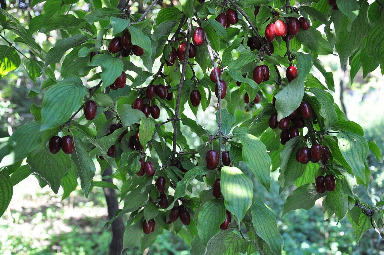 Cornelian cherry branch with oblong dark red berries among leaves