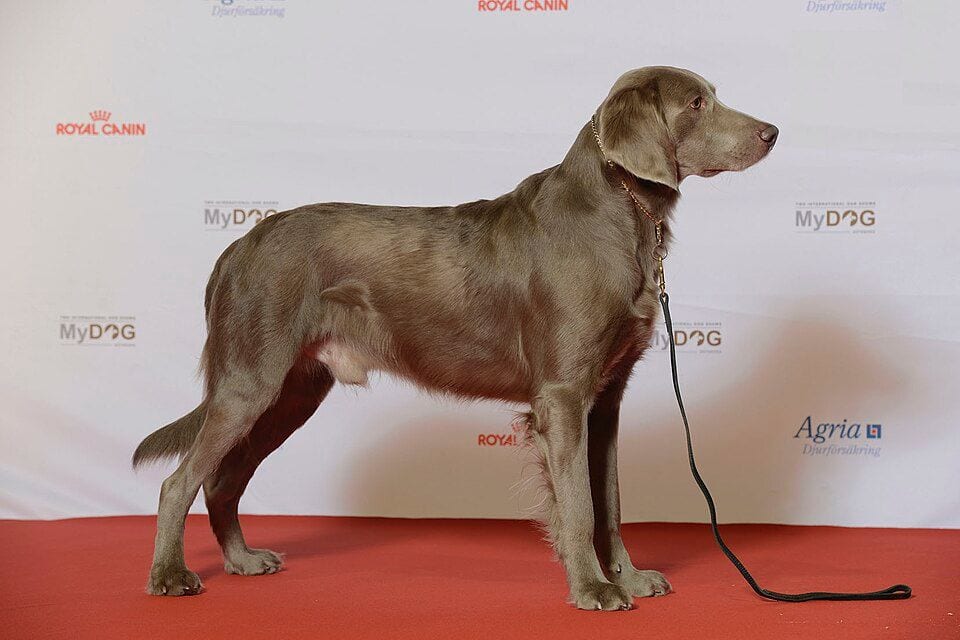 A long-haired Weimaraner standing at a dog show