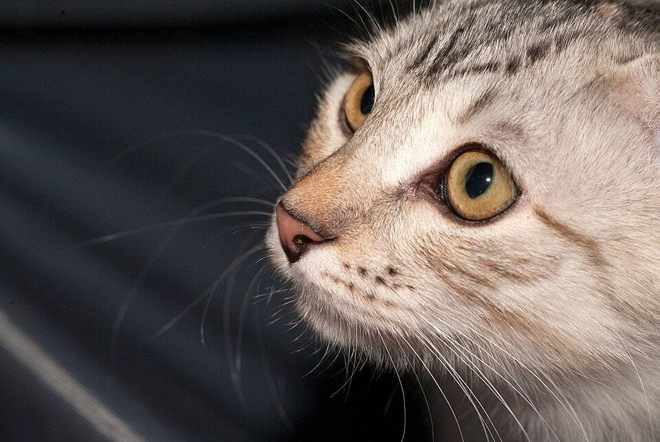 Semi-longhair Kurilian Bobtail at a cat show