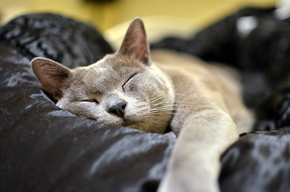 Blue Burmese male