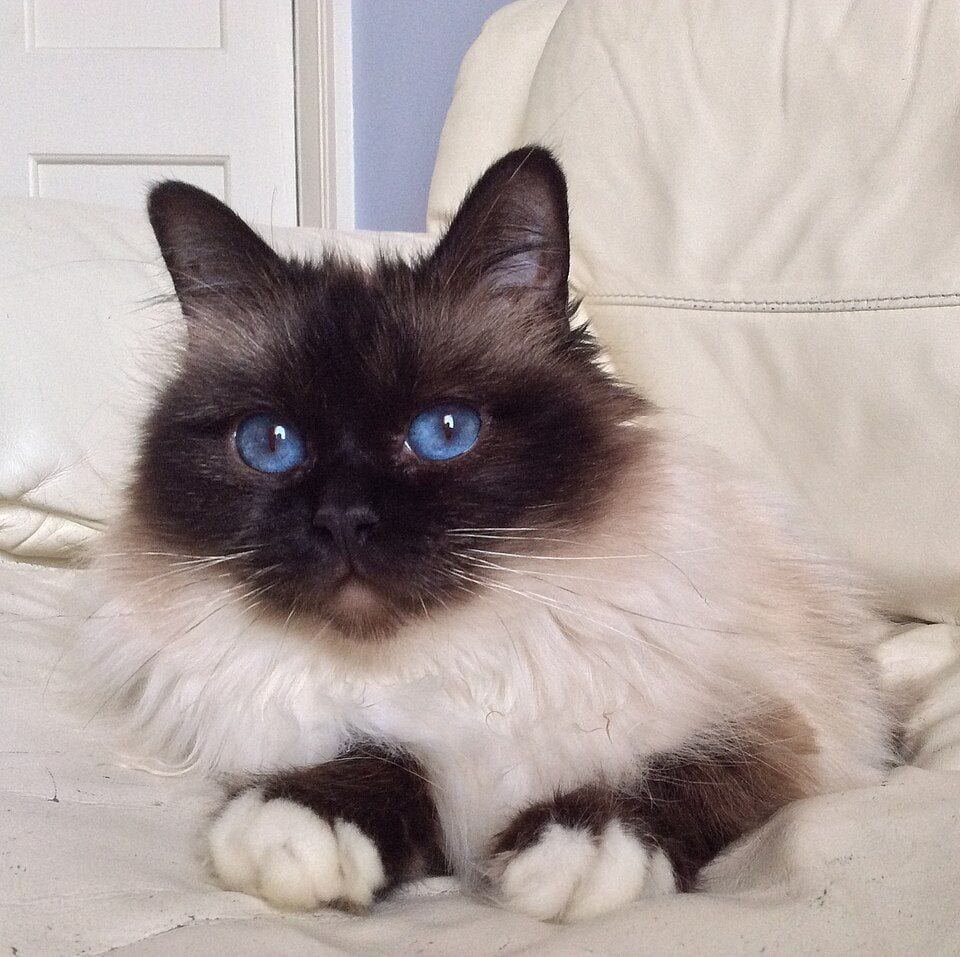 Three-year-old seal point Birman cat with white paws