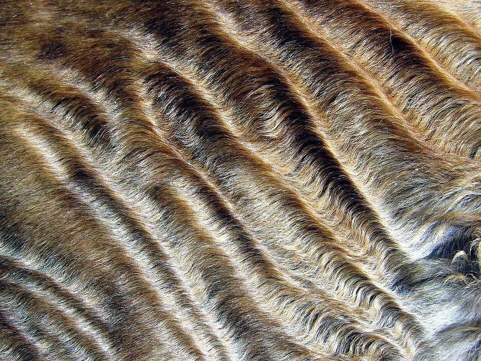 Close-up of the wavy fur of a Devon Rex cat