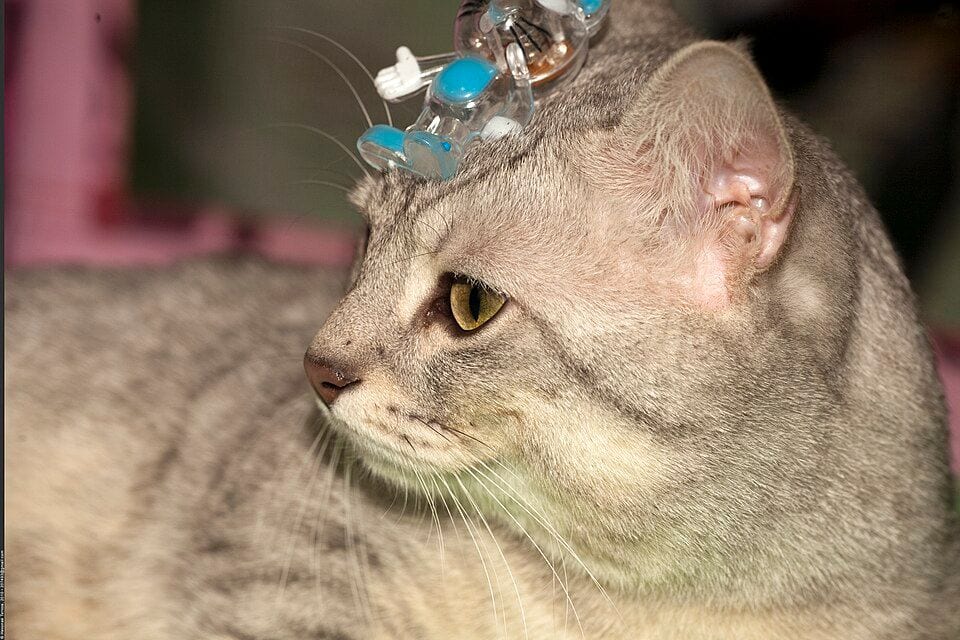 Short-legged shorthair Munchkin at a cat show