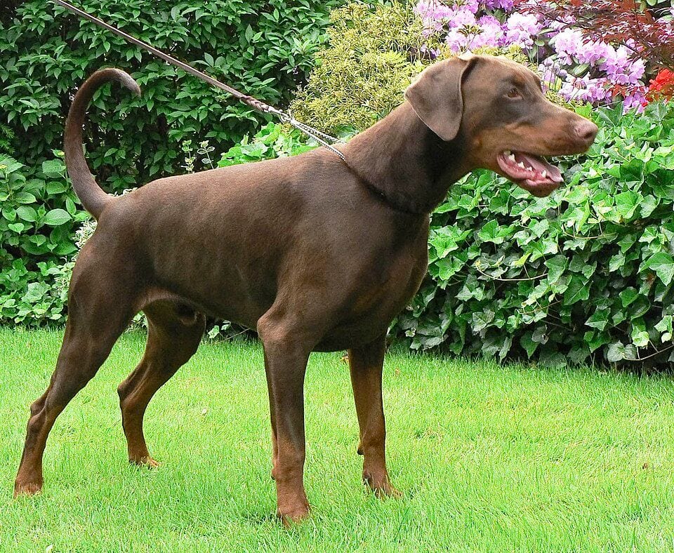 Brown Doberman standing in a garden
