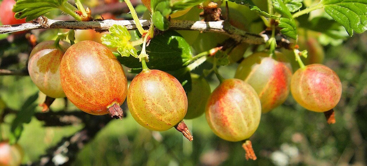 Gooseberry branch with reddish-orange ripe berries