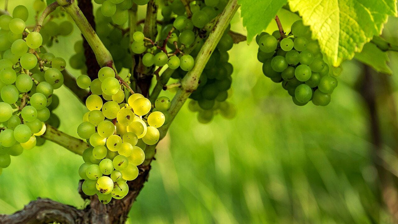 Bunches of green grapes among vine leaves in a vineyard