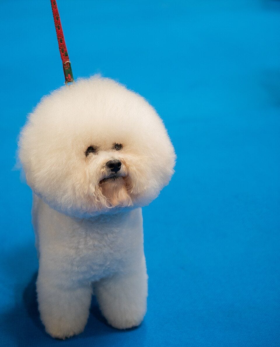 Bichon Frise with a round show clip on a blue background