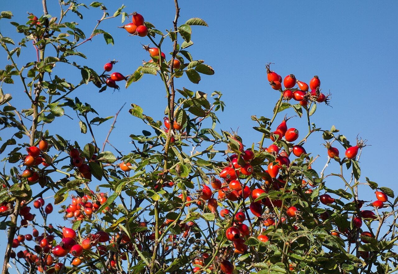 A wild rose bush in autumn covered with numerous red rose hips