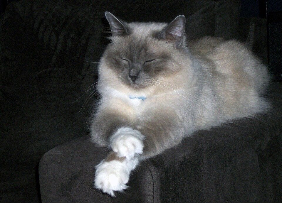 Two-and-a-half-year-old Birman male lying down