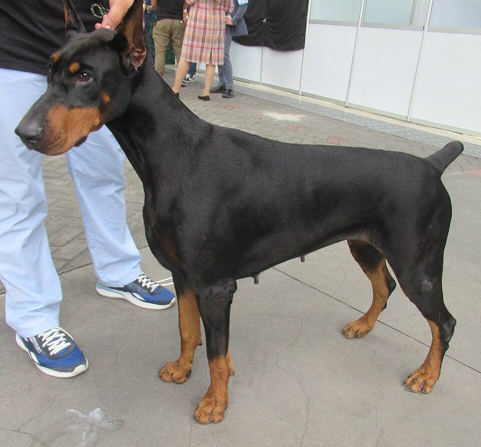 Black and rust Doberman standing in profile at a show