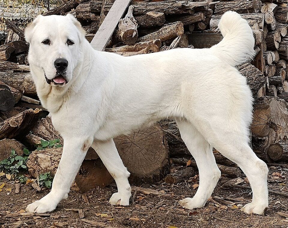 White Central Asian Shepherd Dog standing by firewood