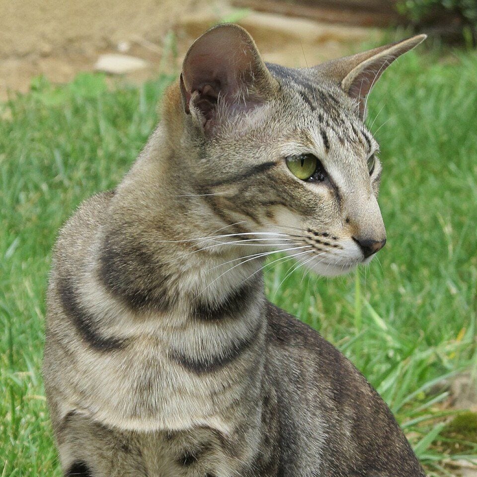 Black marble Oriental Shorthair
