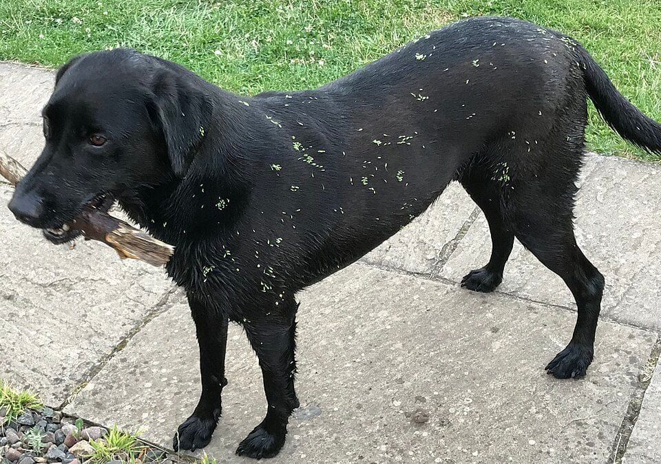 Black Labrador with a stick in the grass
