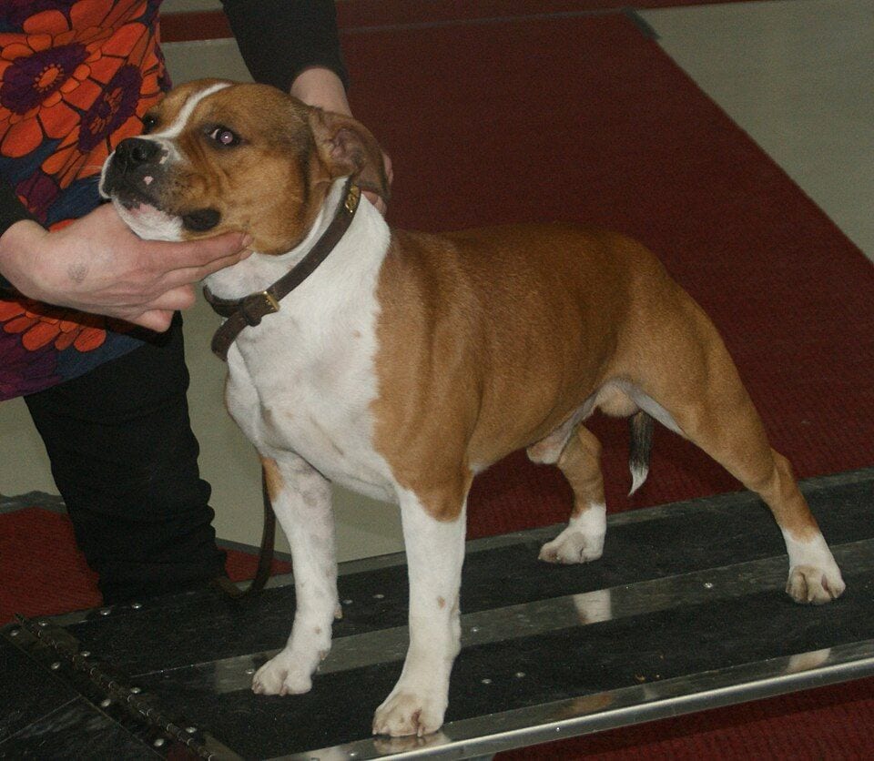 Red and white Staffordshire Bull Terrier on a show table