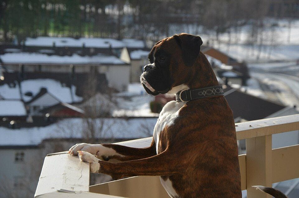 Brindle Boxer standing on a balcony