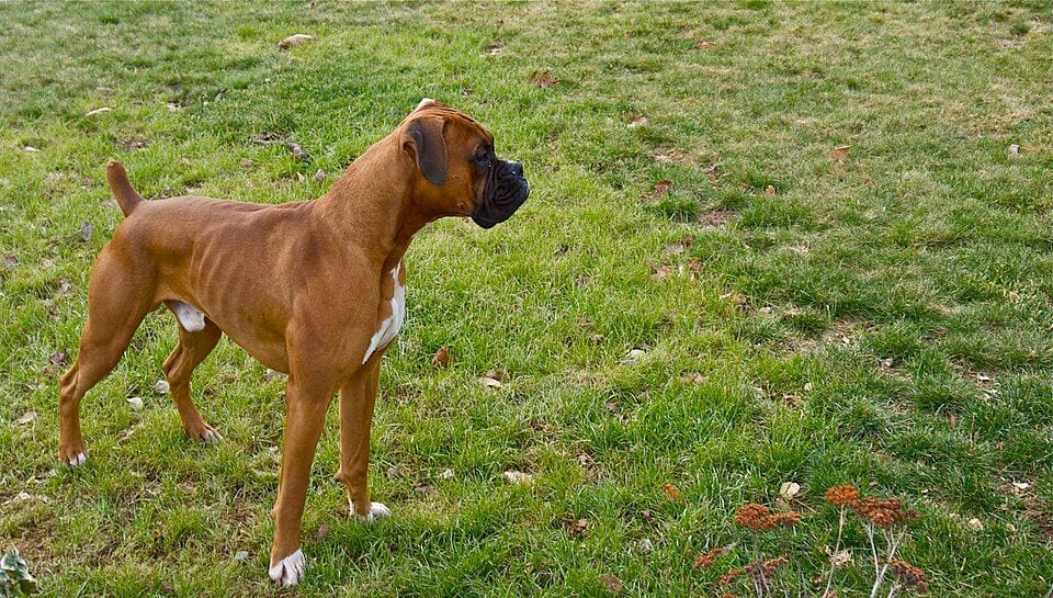 Fawn Boxer standing in a meadow