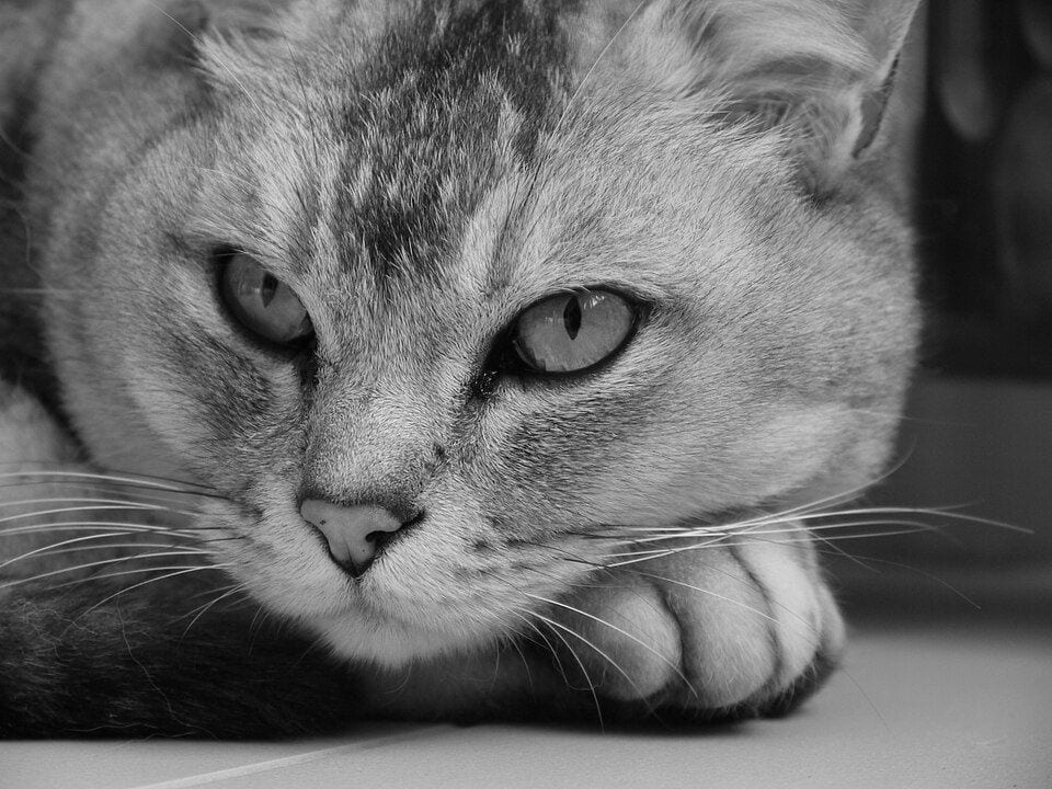 Silvery grey Burmilla