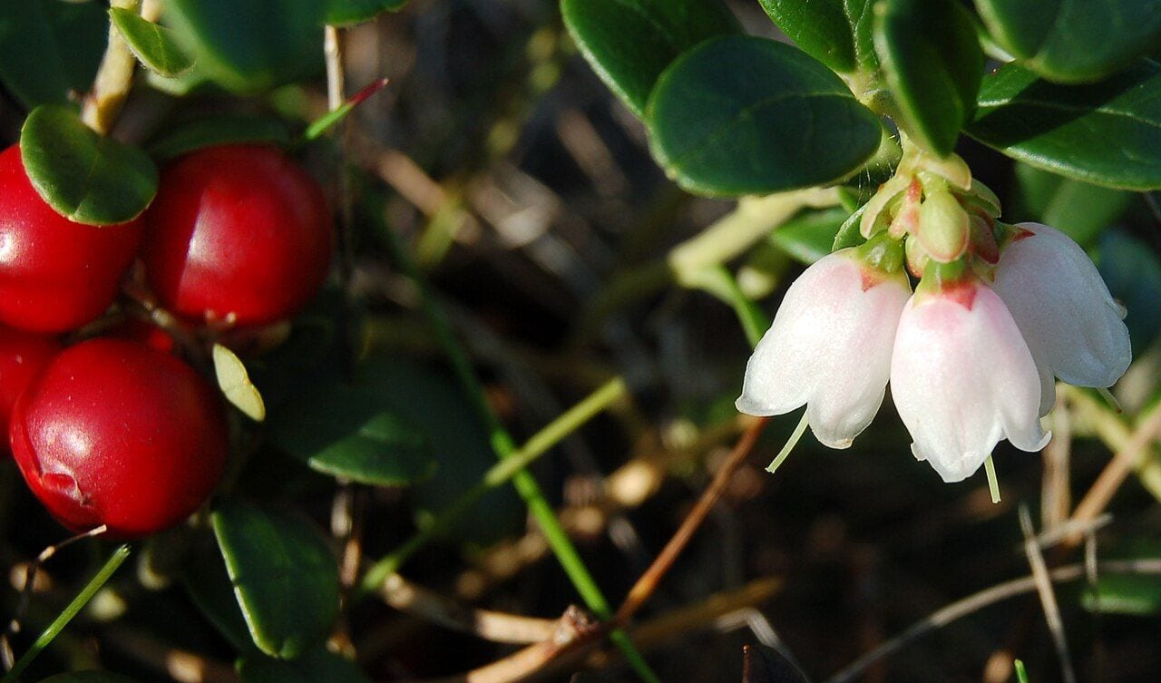 A lingonberry branch with red berries and white bell-shaped flowers