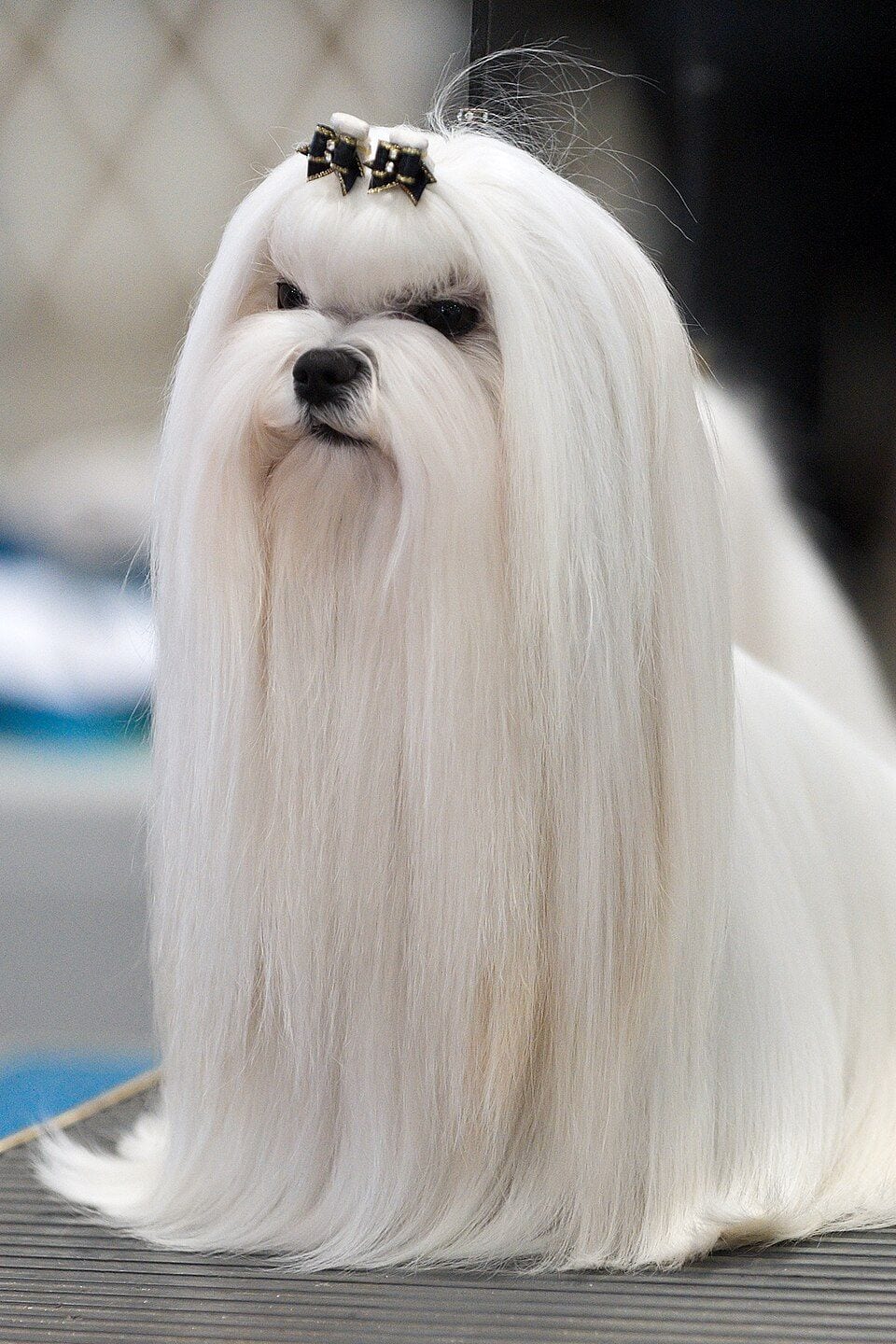 Maltese at a dog show with a topknot
